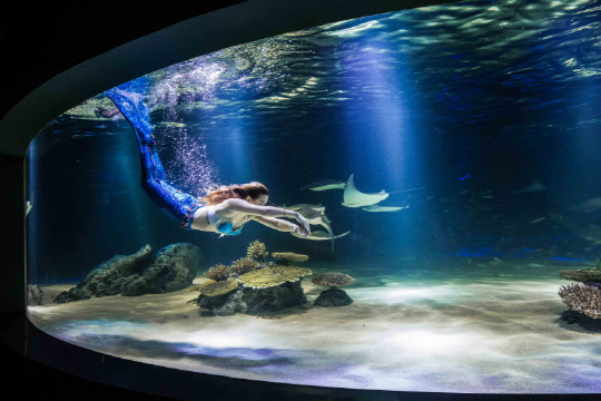 서울 여의도 아쿠아리움 '아쿠아플라넷63' <아쿠아플라넷 제공>